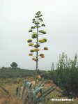 Pita ( Agave americana  )
