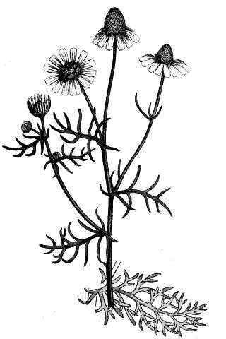 Matricaria chamomilla