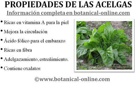 Propiedades de las acelgas
