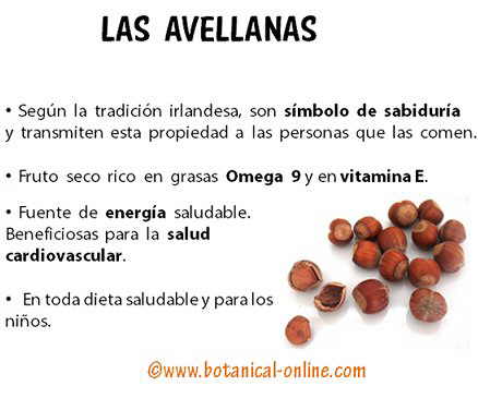 Propiedades de las avellanas