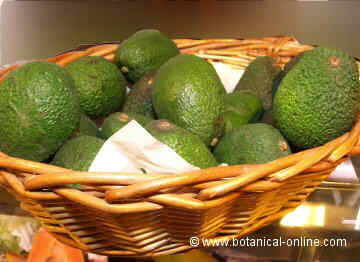 aguacates grasas