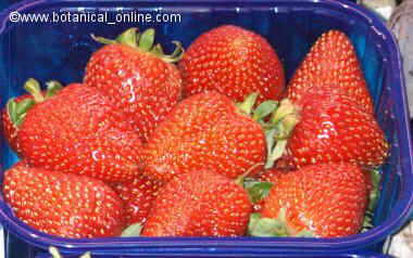 fresas