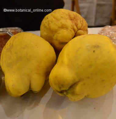 membrillos frutos