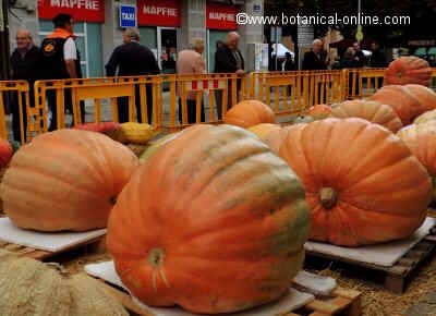 calabazas de concurso gigantes