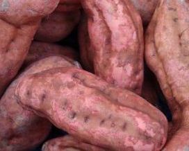 tuberculo