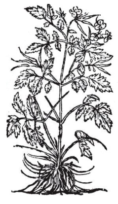 celidonia chelidonium majus cirigueña