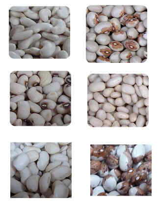 Types of dry beans