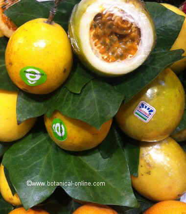 Fruto de la pasi&oacute;n