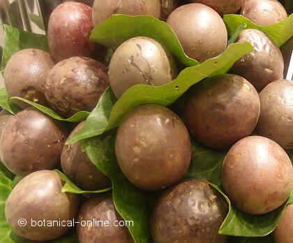frutos de la pasi&oacute;n