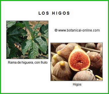 higos