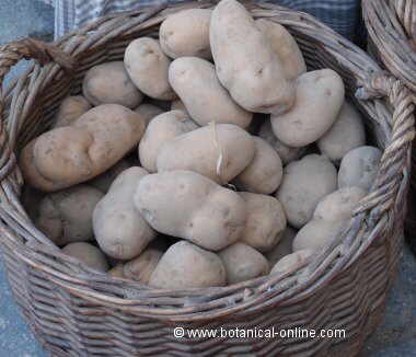 patatas