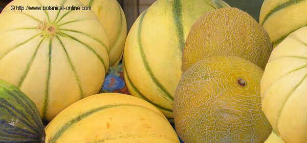 Foto de diferentes clases de melones