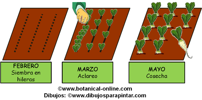 Cultivo del nabo
