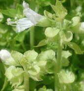 plantas aromaticas