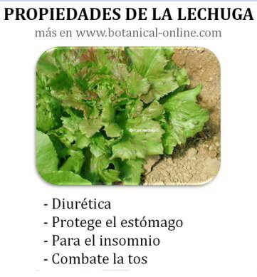 Propiedades de la lechuga