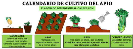Flores de tupinambo