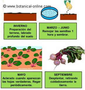 El valor del proteína al adelgazamiento