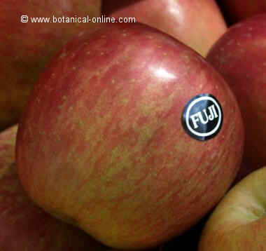 Manzana Fuji