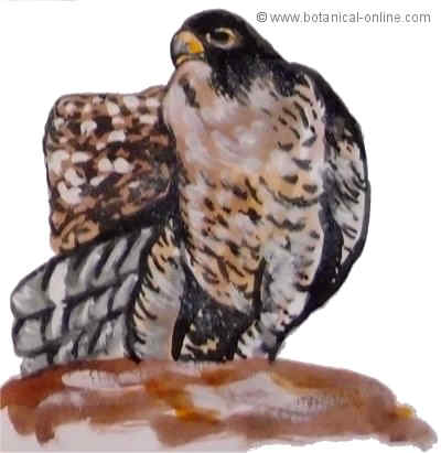 Dibujo de halc�n