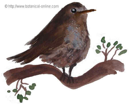 Dibujo de ruise&ntilde;or 