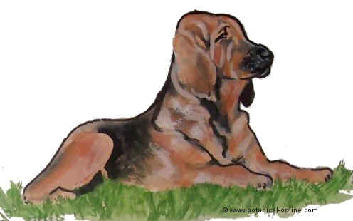 Dibujo de bloodhound