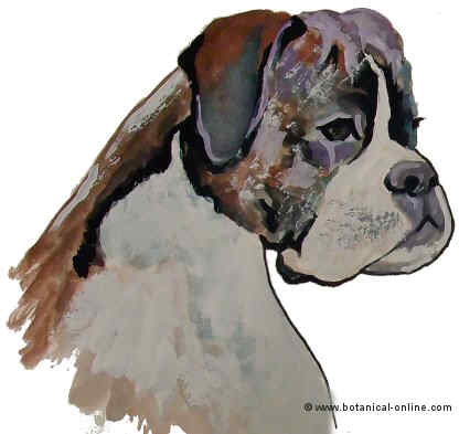 Dibujo de boxer