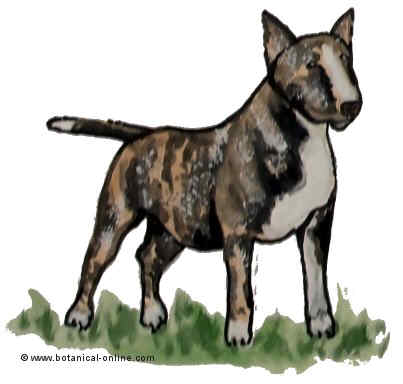 Dibujo de Bull terrier