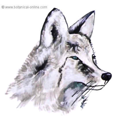 Dibujo de coyote
