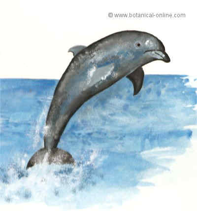 Dibujo de delf�n 