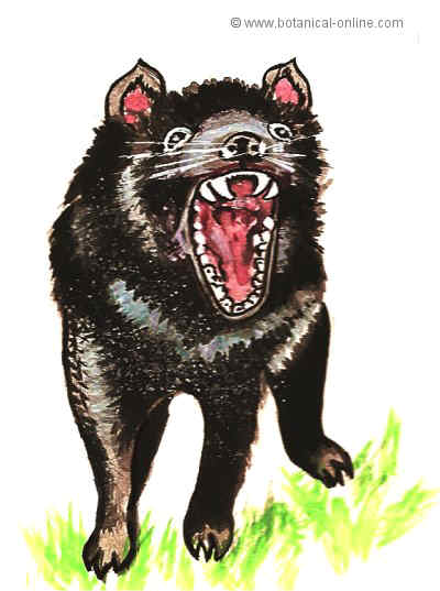Dibujo de diablo de Tasmania