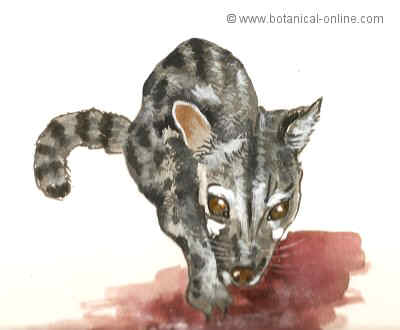Dibujo de gineta
