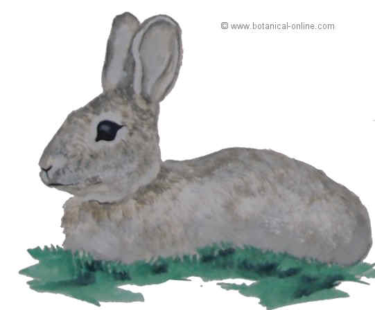 dibujo de liebre