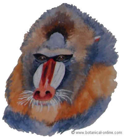 Foto de mandril
