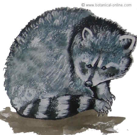 Dibujo de mapache