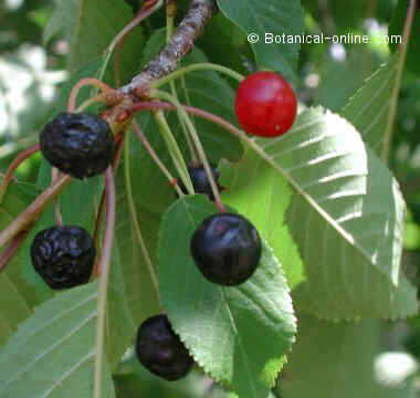 cerezo silvestre