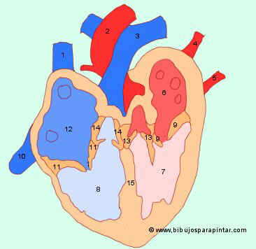 Partes Del Corazon http://lamm.mine.nu/corazon-y-sus-nombres-para ...