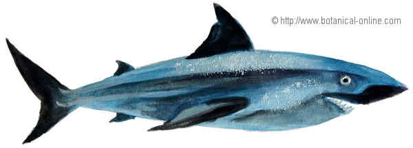 Dibujo de tiburon blanco