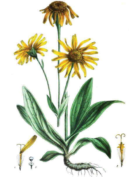 arnica