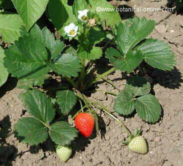 fresas con flor