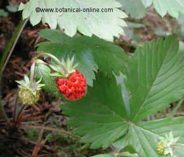 fresas silvestres