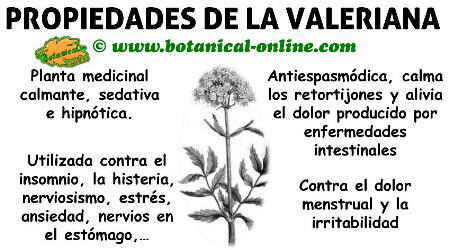 propiedades medicinales y beneficios de la valeriana planta para los nervios
