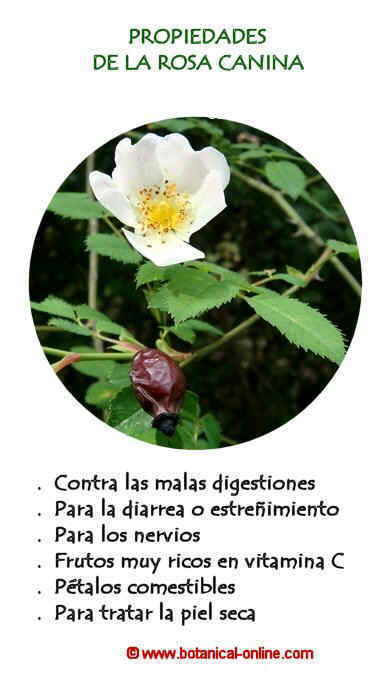 Propiedades de la rosa canina