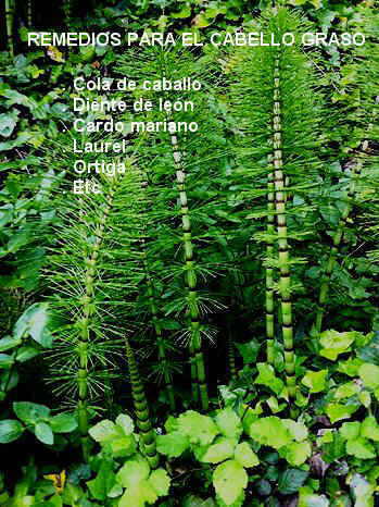 Remedios para el cabello graso