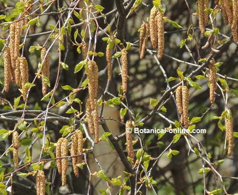 http://www.botanical-online.com/fotos/plantasmedicinales/abedul-flores-amentos-masculinas.jpg