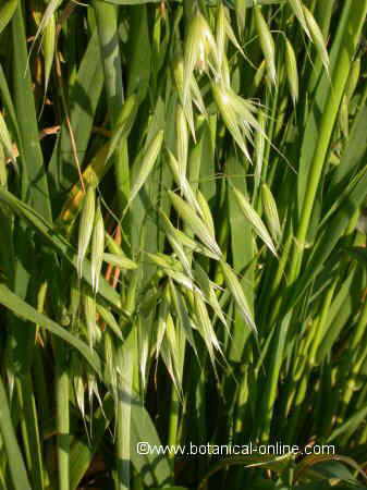 Avena