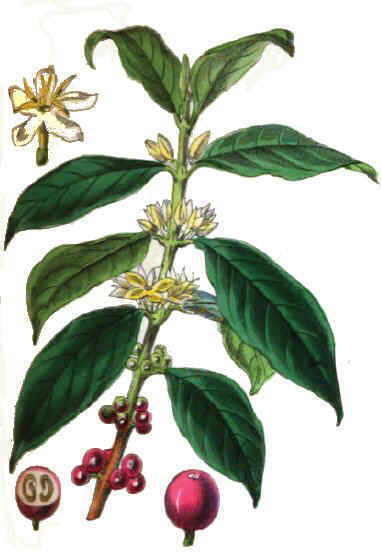 Semillas de cafe