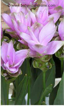curcuma longa