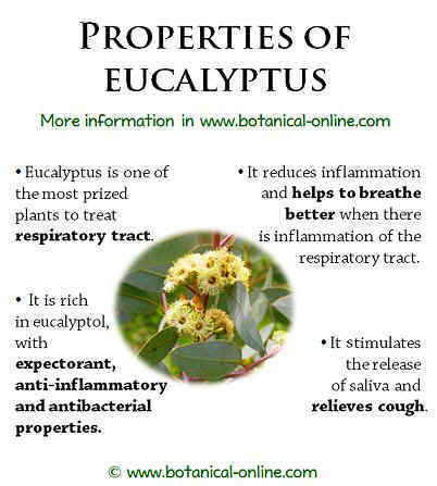 Properties of eucalyptus