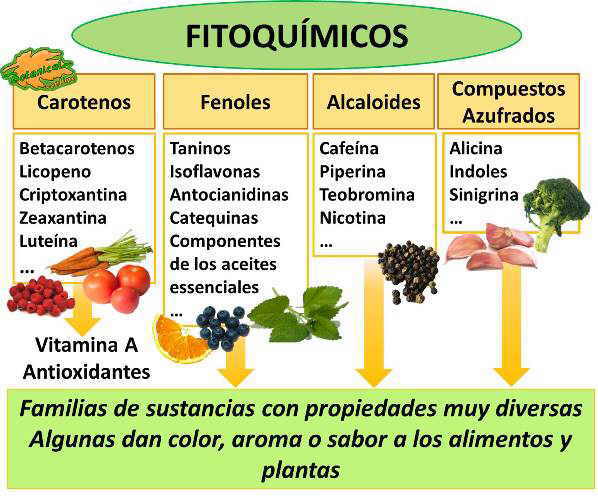 clasificación general de los diferentes fitoquímicos de las plantas clasificación general de los diferentes fitoquímicos de las plantas