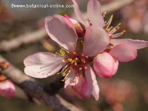 flor de almendro